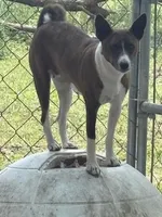 Oka 2, a male Basenji for sale in Lavon, TX – 8 of 8
