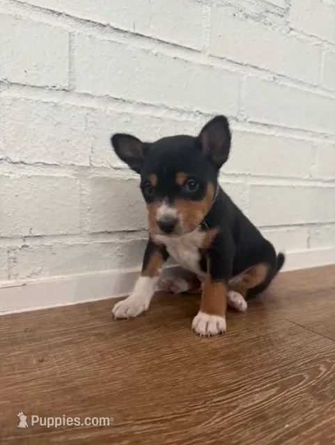 Oka 2 – Basenji puppy for sale in Lavon, TX