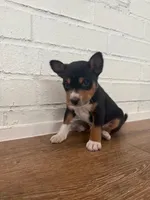 Oka 2, a male Basenji for sale in Lavon, TX – 1 of 8