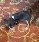 Oka 2, a male Basenji for sale in Lavon, TX – 4 of 8