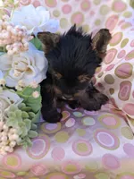 Mindy, a female Yorkshire Terrier for sale in Williston, FL – 2 of 7