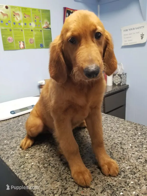 Lizzie – Golden Retriever puppy for sale in Williston, FL