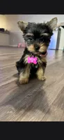 Zander, a male Yorkshire Terrier for sale in Williston, FL – 5 of 5