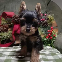 Zander, a male Yorkshire Terrier for sale in Williston, FL – 2 of 5