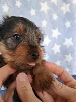 Bandit, a male Yorkshire Terrier for sale in Williston, FL – 4 of 8