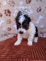 Ziggy, a male Yorkshire Terrier for sale in Williston, FL – 4 of 9
