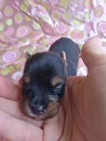 Mollie, a female Yorkshire Terrier for sale in Williston, FL – 2 of 5