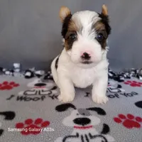 Oliver, a male Yorkshire Terrier for sale in Williston, FL – Photo 1 of 2