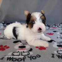 Oliver, a male Yorkshire Terrier for sale in Williston, FL – Photo 2 of 2