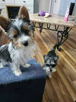 Stella, a female Yorkshire Terrier for sale in Williston, FL – 5 of 5