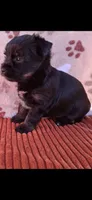 Brent, a male Yorkshire Terrier for sale in Williston, FL – 2 of 5