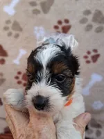 Ziggy, a male Yorkshire Terrier for sale in Williston, FL – 5 of 9