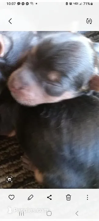 Peanut – Yorkshire Terrier puppy for sale in Williston, FL