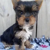 Peanut, a male Yorkshire Terrier for sale in Williston, FL – Photo 3 of 3