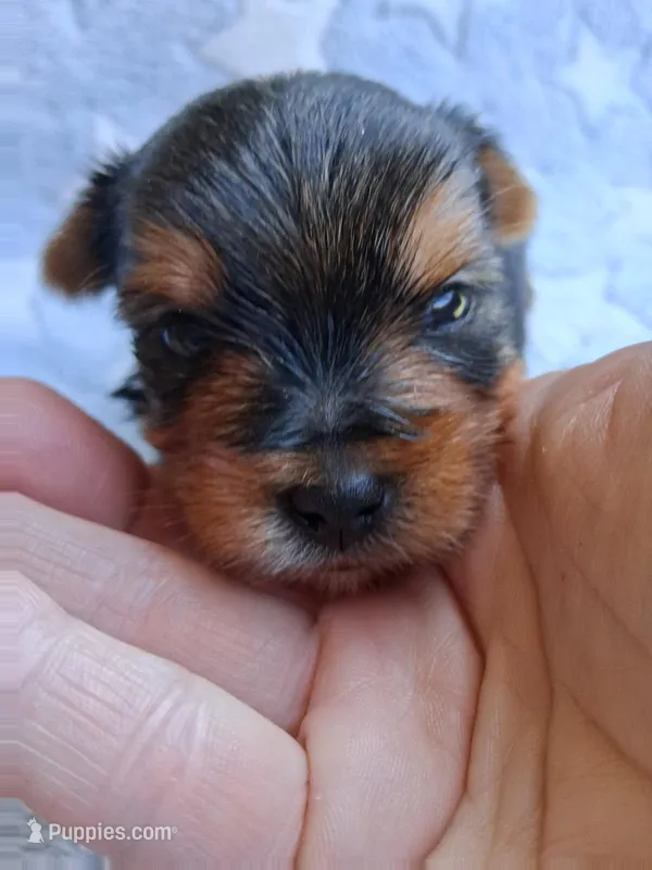 Peanut – Yorkshire Terrier puppy for sale in Williston, FL