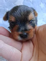 Peanut, a male Yorkshire Terrier for sale in Williston, FL – Photo 1 of 3