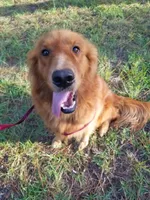 Lizzie, a female Golden Retriever for sale in Williston, FL – 4 of 5