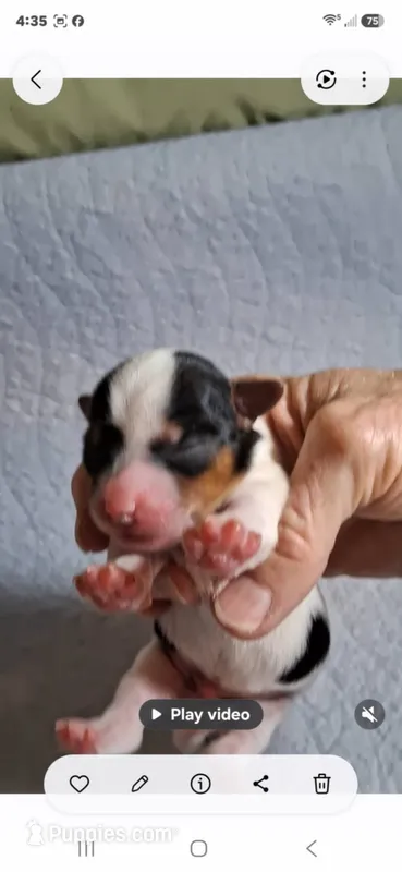 Maxx – Yorkshire Terrier puppy for sale in Williston, FL