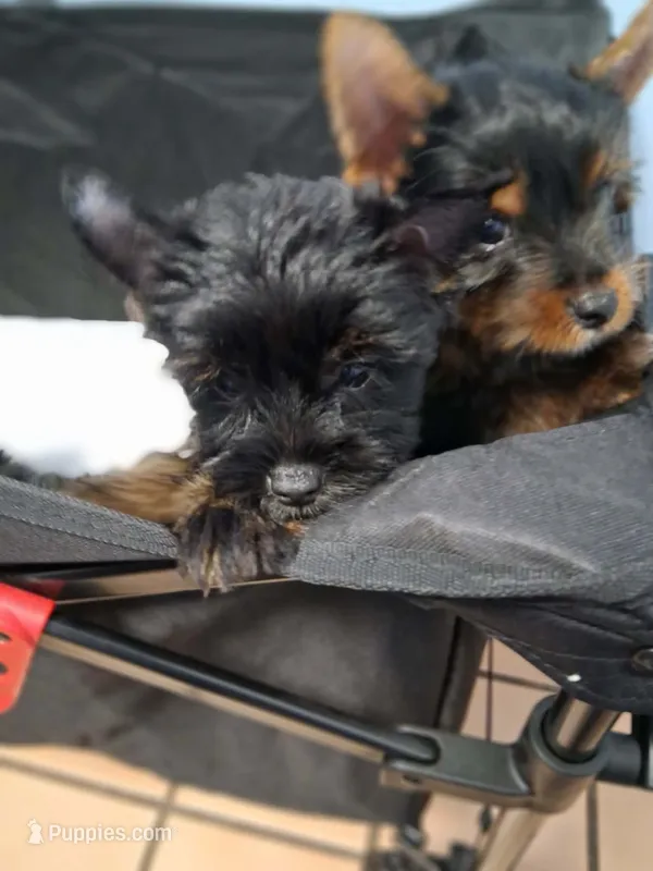 Brent – Yorkshire Terrier puppy for sale in Williston, FL