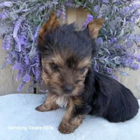 Brent, a male Yorkshire Terrier for sale in Williston, FL – 4 of 6