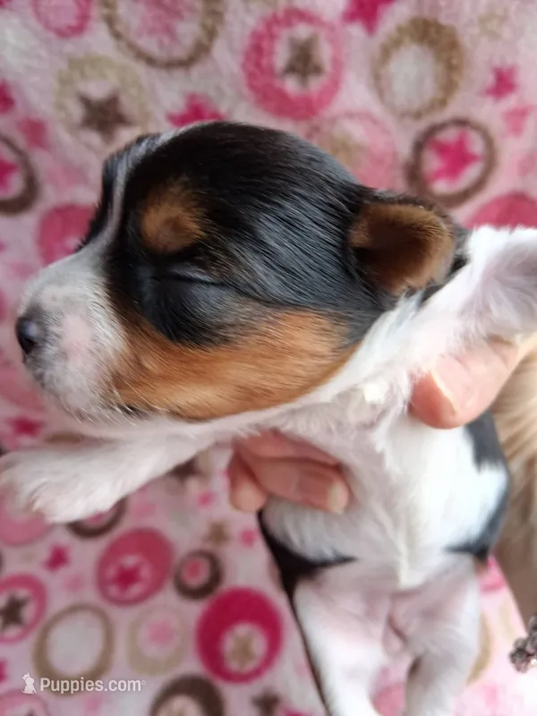 Stella – Yorkshire Terrier puppy for sale in Williston, FL