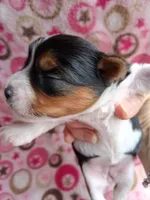 Stella, a female Yorkshire Terrier for sale in Williston, FL – 1 of 5