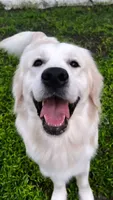 Lizzie, a female Golden Retriever for sale in Williston, FL – 5 of 5