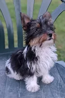 Stella, a female Yorkshire Terrier for sale in Williston, FL – 4 of 5