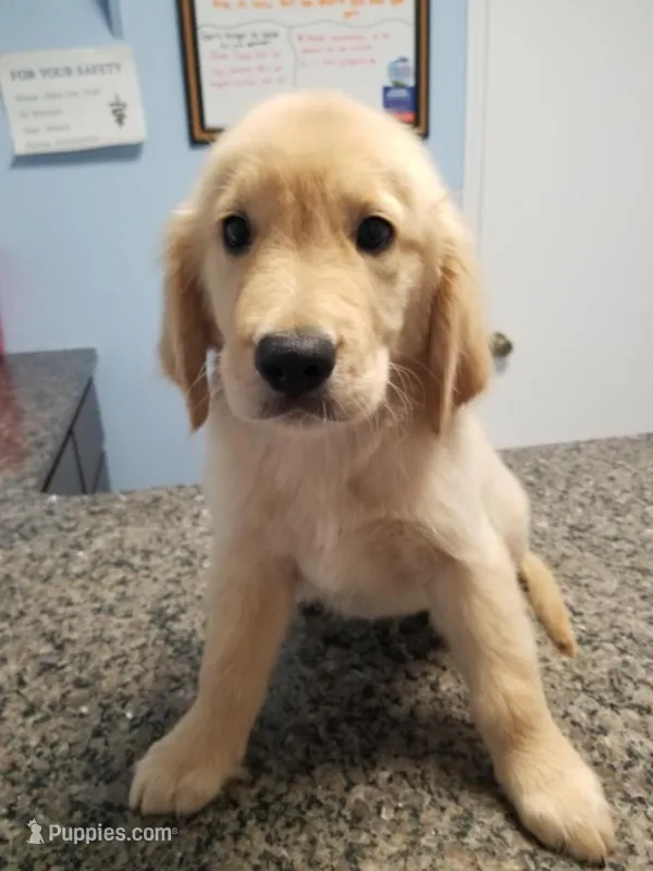 Winston – Golden Retriever puppy for sale in Williston, FL