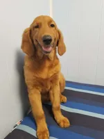 Lizzie, a female Golden Retriever for sale in Williston, FL – 2 of 5