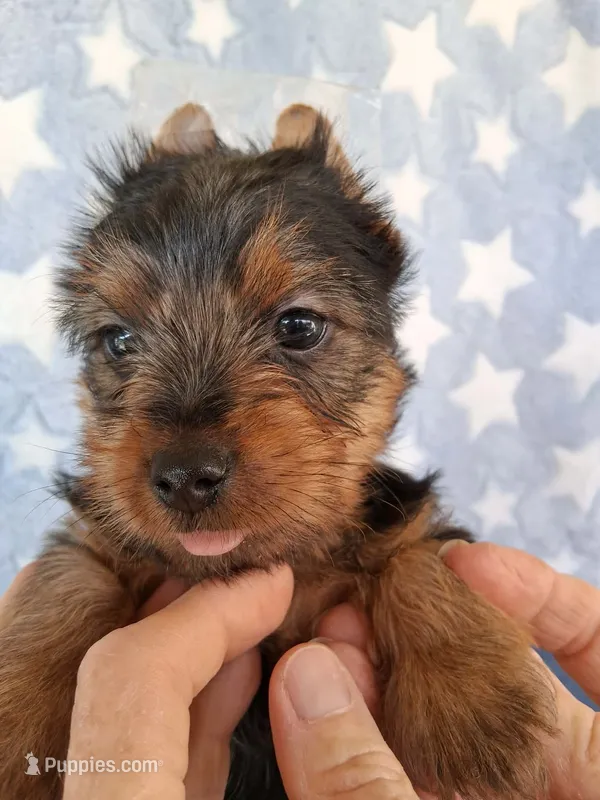 Bandit – Yorkshire Terrier puppy for sale in Williston, FL