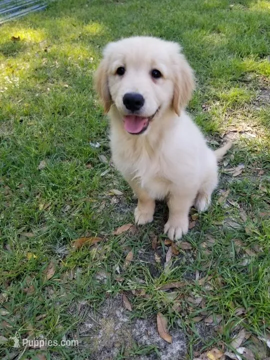 Blake – Golden Retriever puppy for sale in Williston, FL