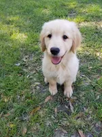 Blake, a male Golden Retriever for sale in Williston, FL – Photo 3 of 3