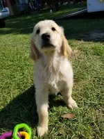 Blake, a male Golden Retriever for sale in Williston, FL – Photo 2 of 3
