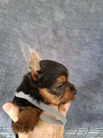 Oliver, a male Yorkshire Terrier for sale in Williston, FL – 4 of 8