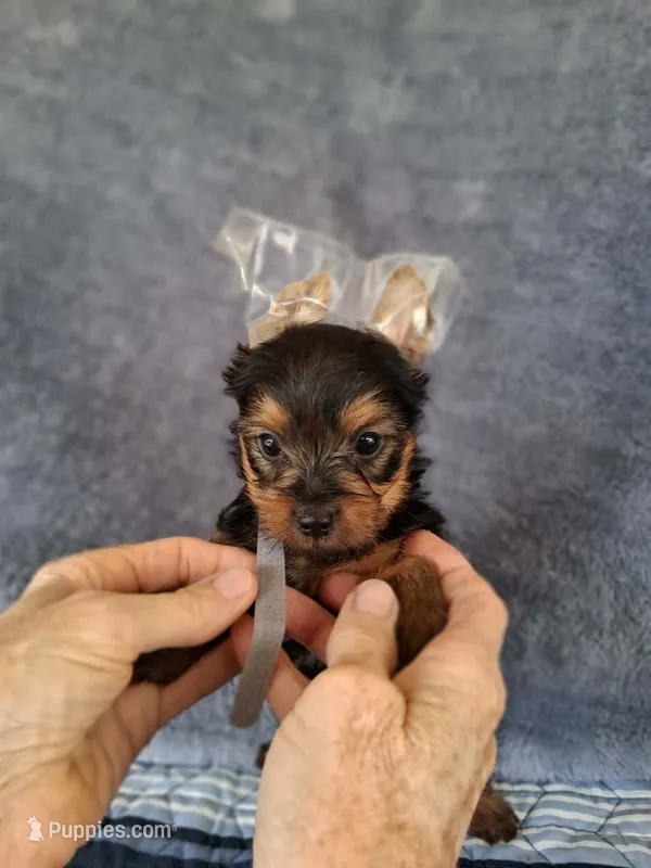 Oliver – Yorkshire Terrier puppy for sale in Williston, FL