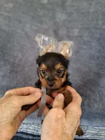 Oliver, a male Yorkshire Terrier for sale in Williston, FL – 1 of 8