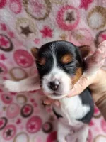 Stella, a female Yorkshire Terrier for sale in Williston, FL – 2 of 5