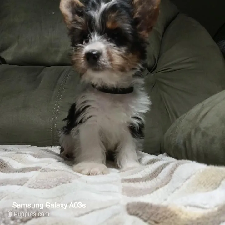 Oreo – Yorkshire Terrier puppy for sale in Williston, FL