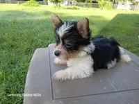 Brady, a male Yorkshire Terrier for sale in Williston, FL – Photo 2 of 4