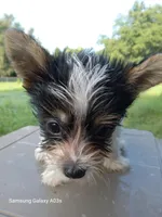 Brady, a male Yorkshire Terrier for sale in Williston, FL – Photo 3 of 4