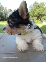 Brady, a male Yorkshire Terrier for sale in Williston, FL – Photo 4 of 4