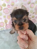 Olivia, a female Yorkshire Terrier for sale in Williston, FL – 3 of 7