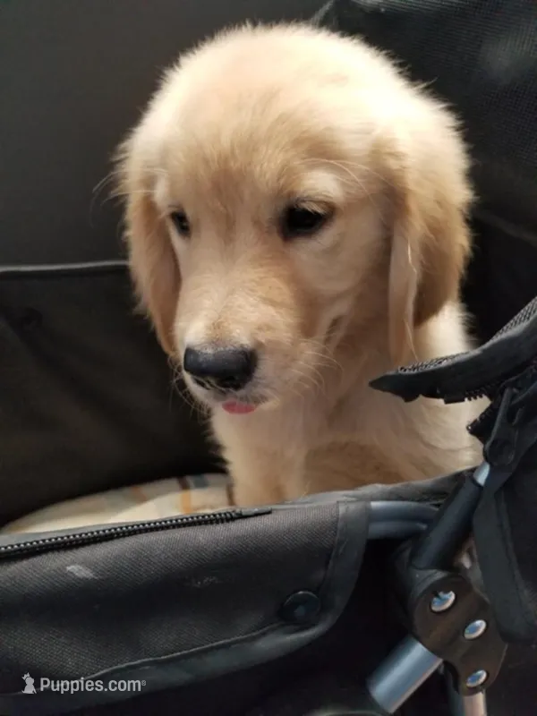 Oliver – Golden Retriever puppy for sale in Williston, FL