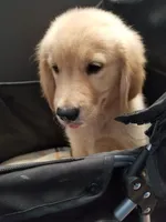 Oliver, a male Golden Retriever for sale in Williston, FL – 1 of 1