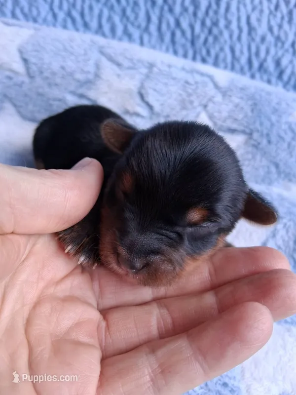 Zander – Yorkshire Terrier puppy for sale in Williston, FL