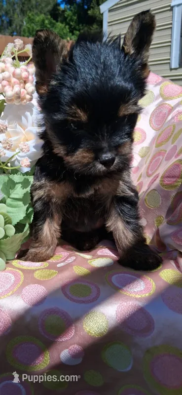 Mindy – Yorkshire Terrier puppy for sale in Williston, FL