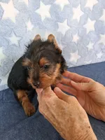 Bandit, a male Yorkshire Terrier for sale in Williston, FL – 2 of 8