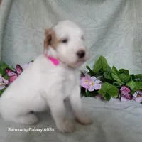 Freckes, a female Goldendoodle for sale in Williston, FL – Photo 2 of 2