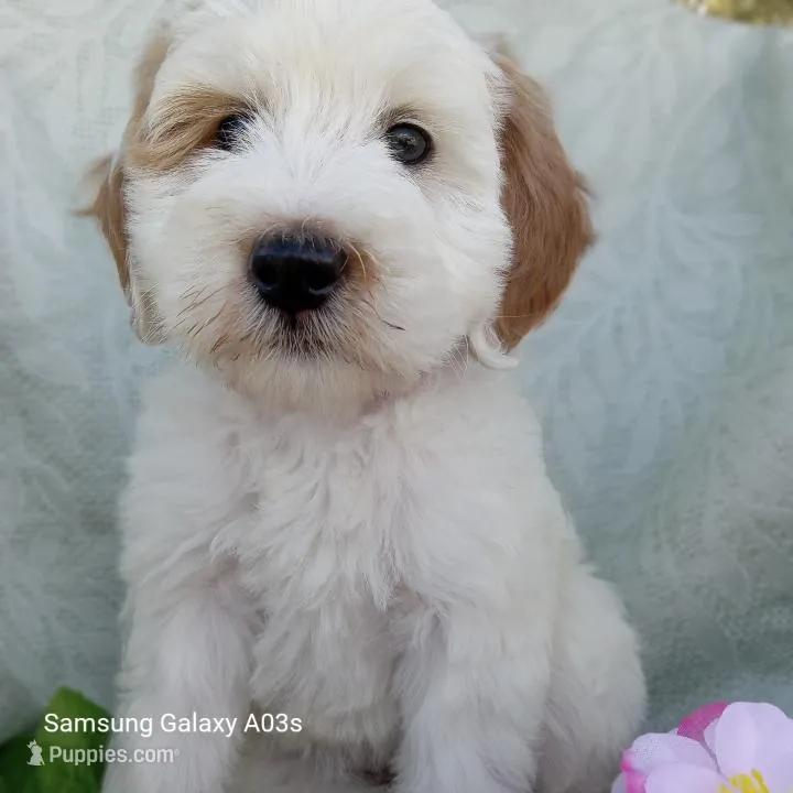Freckles – Goldendoodle puppy for sale in Williston, FL